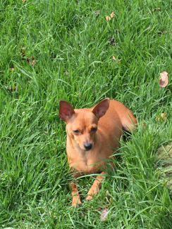 Brownie's Pic